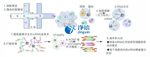 中国人自己的单细胞测序仪来了！,Drop-seq