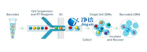 中国人自己的单细胞测序仪来了！,Drop-seq