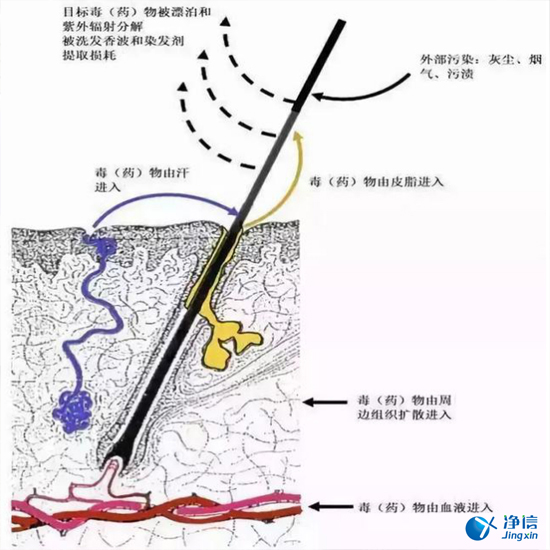  毛发毒品检测仪检测腿毛竟可以测出吸毒?做了全身脱毛也可以？